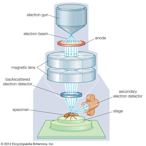 electron microscope drawing|electron microscope biology definition.